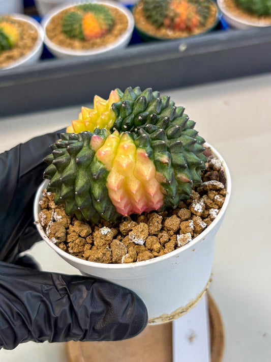 Gymnocalycium Inermis Cristata (gy9) (y2) | Variegated Cactus