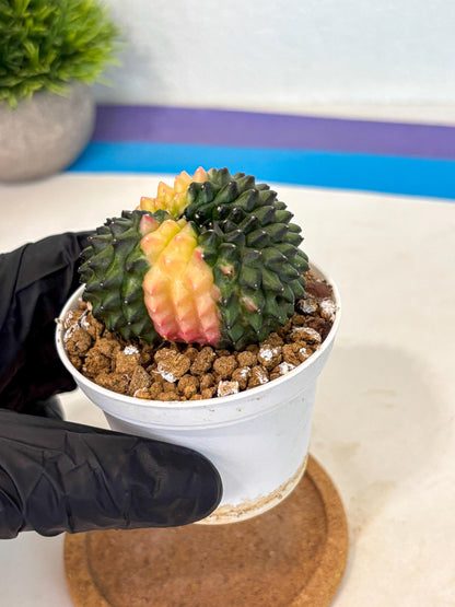 Gymnocalycium Inermis Cristata (gy9) (y2) | Variegated Cactus