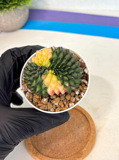 Gymnocalycium Inermis Cristata (gy9) (y2) | Variegated Cactus