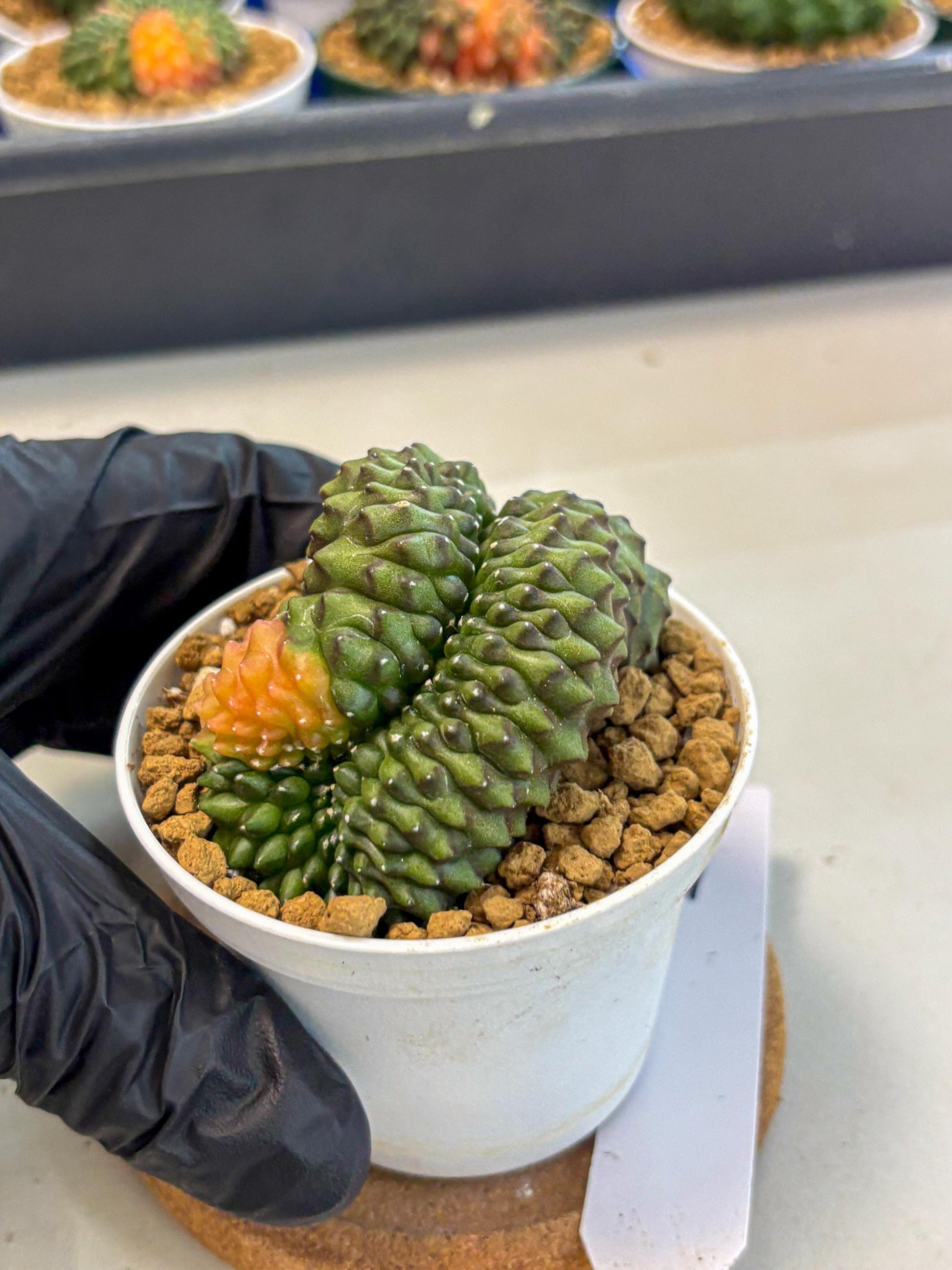Gymnocalycium Inermis Cristata (gy9) (p1) | Variegated Cactus