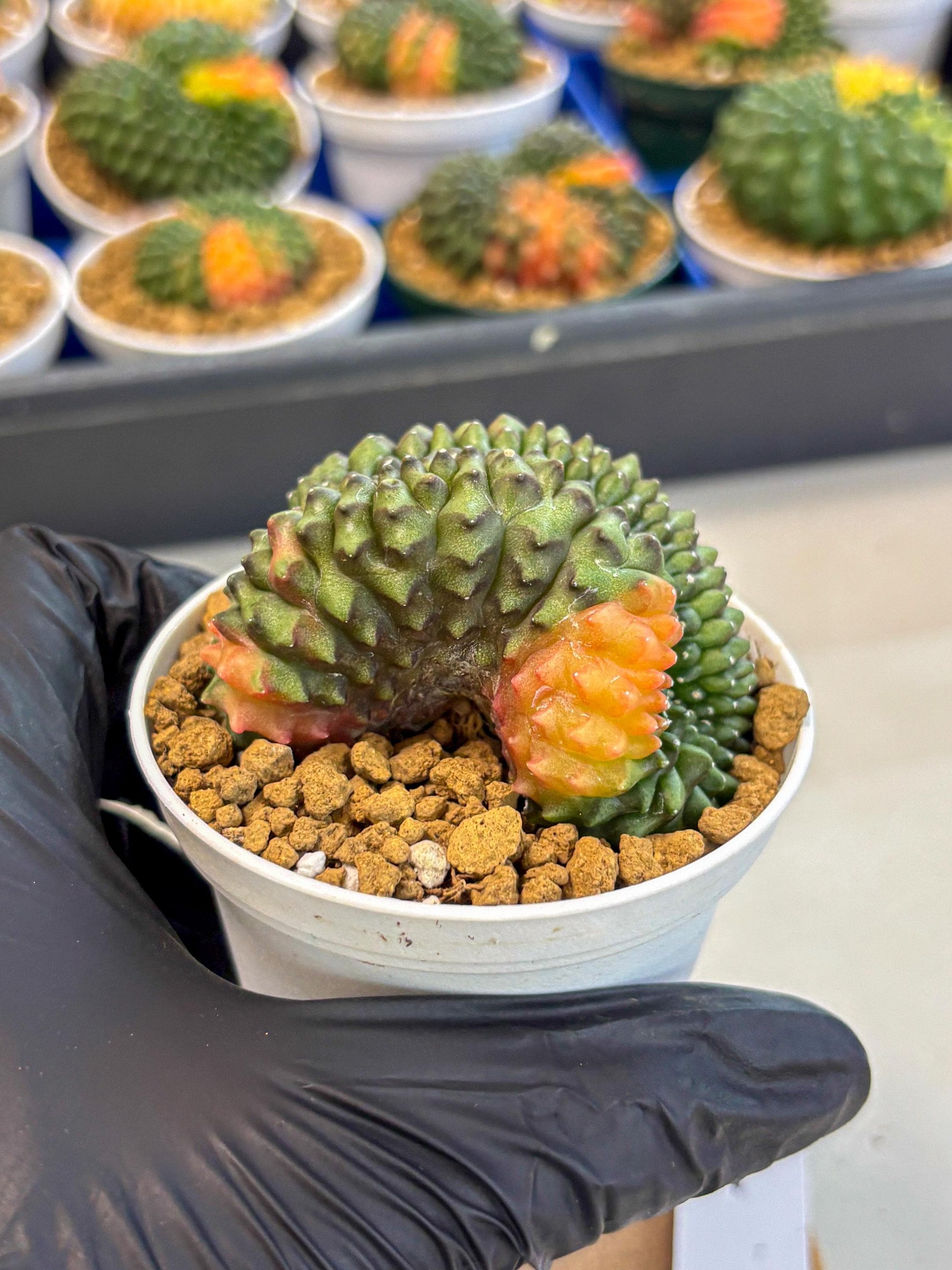 Gymnocalycium Inermis Cristata (gy9) (p1) | Variegated Cactus