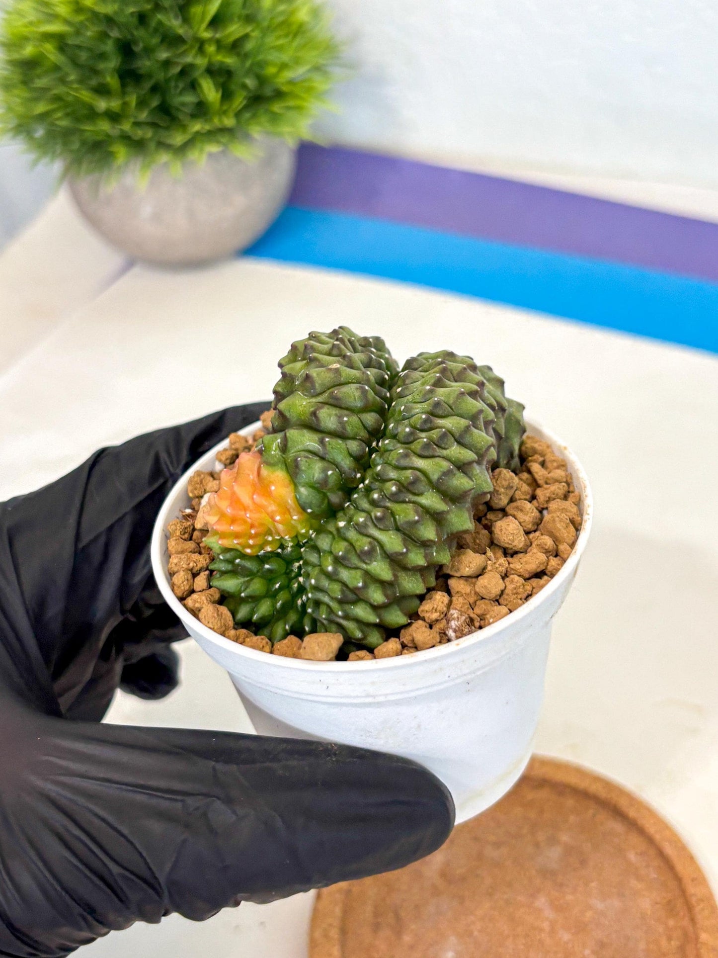 Gymnocalycium Inermis Cristata (gy9) (p1) | Variegated Cactus