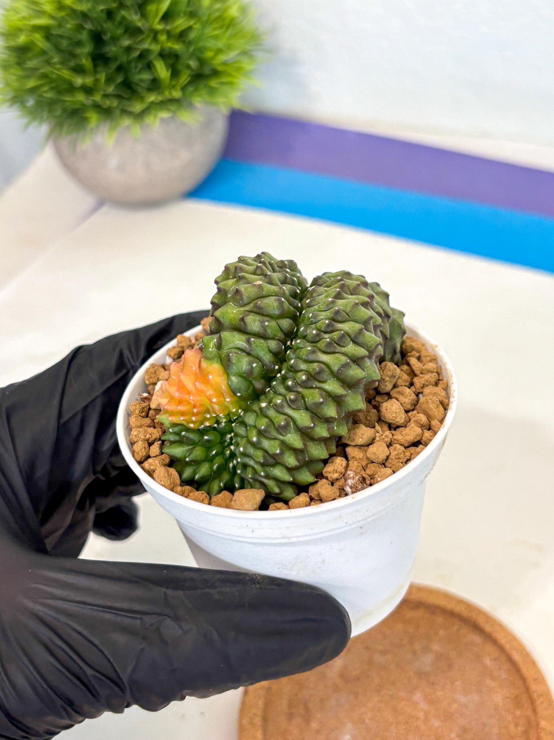 Gymnocalycium Inermis Cristata (gy9) (p1) | Variegated Cactus