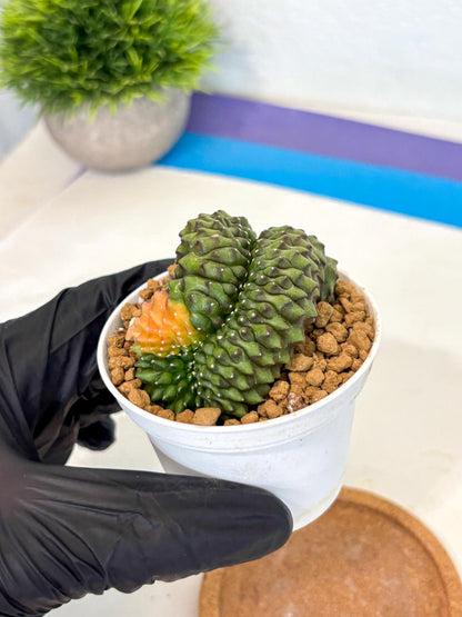 Gymnocalycium Inermis Cristata (gy9) (p1) | Variegated Cactus