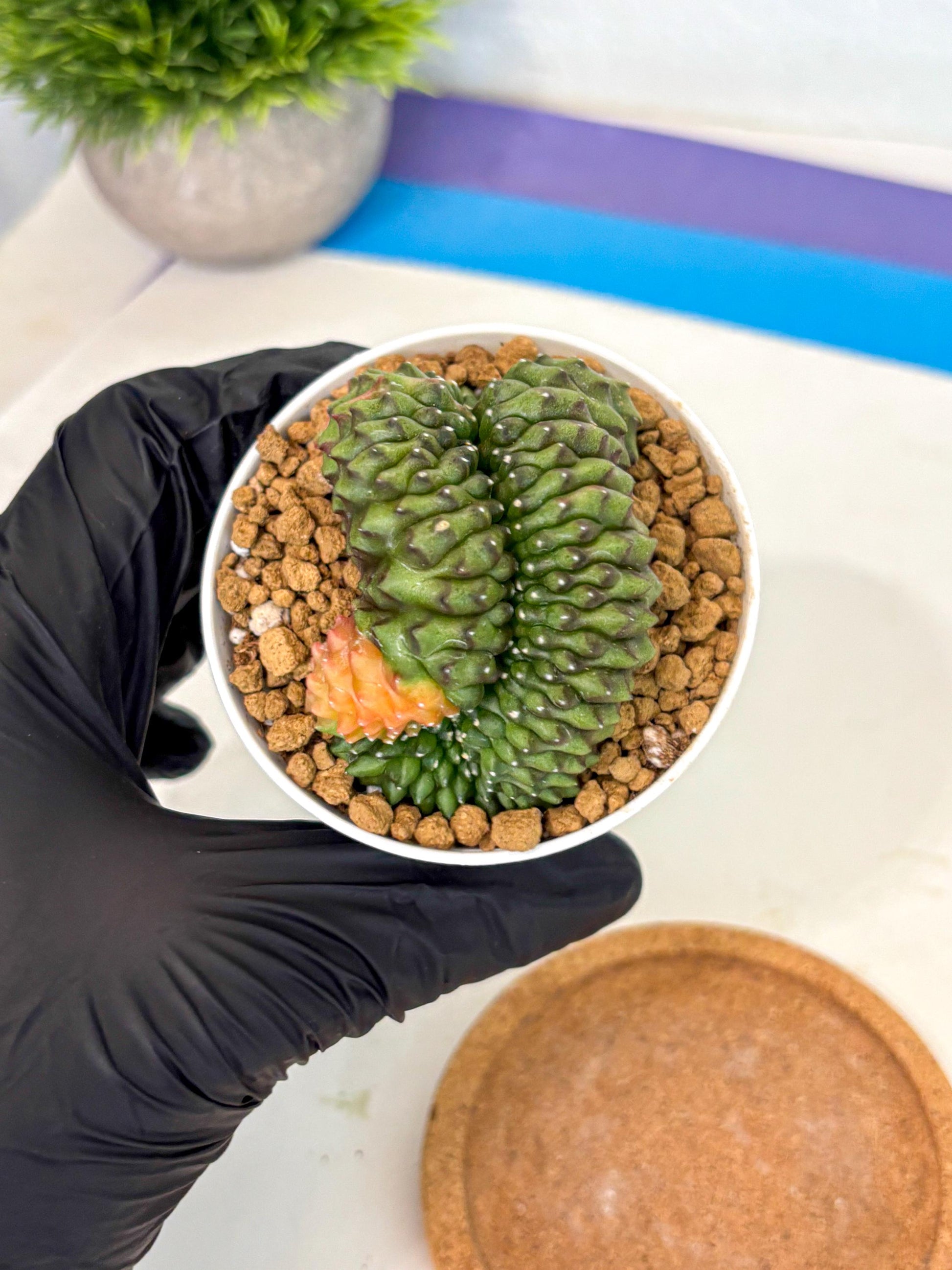 Gymnocalycium Inermis Cristata (gy9) (p1) | Variegated Cactus