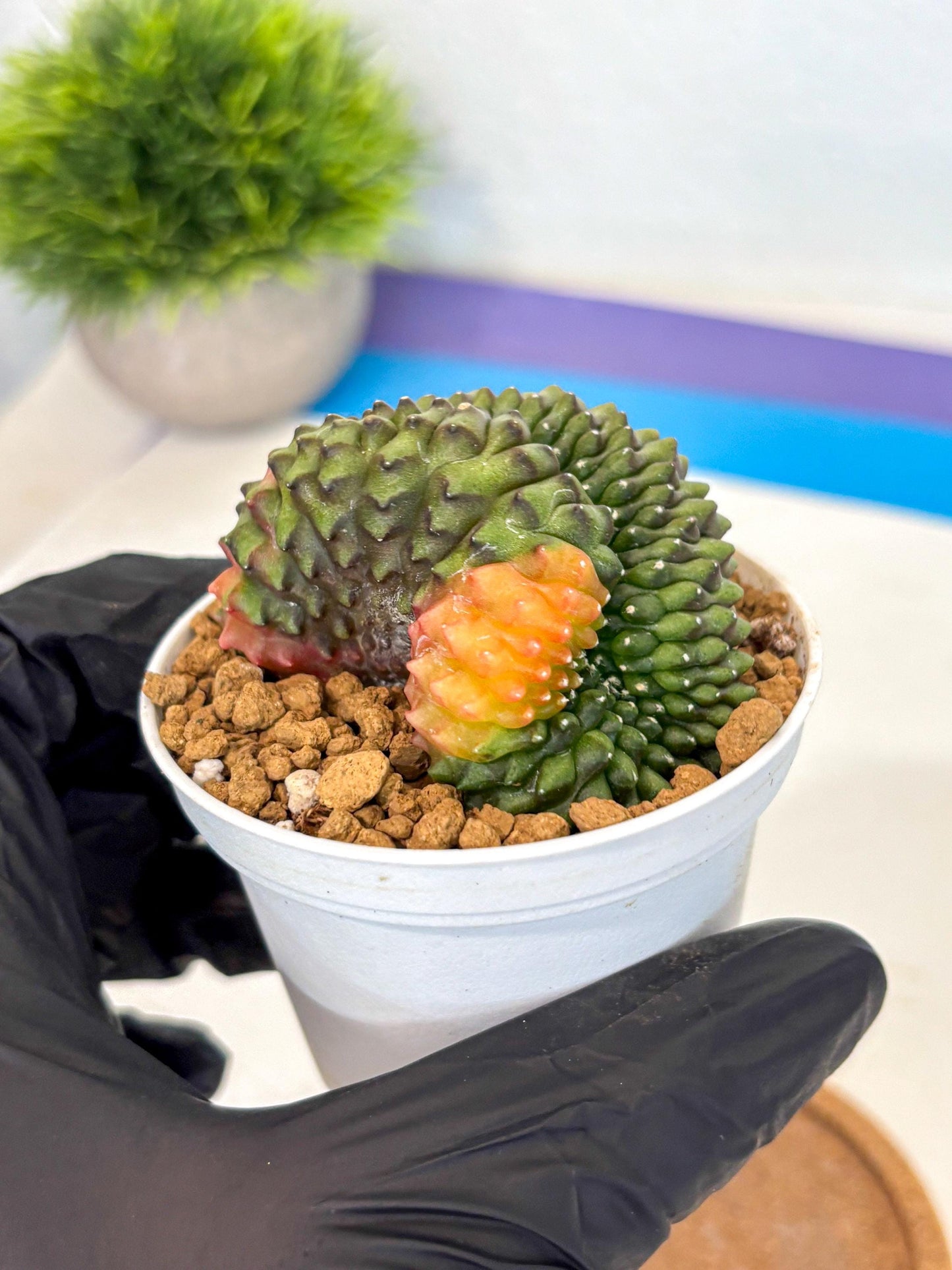 Gymnocalycium Inermis Cristata (gy9) (p1) | Variegated Cactus