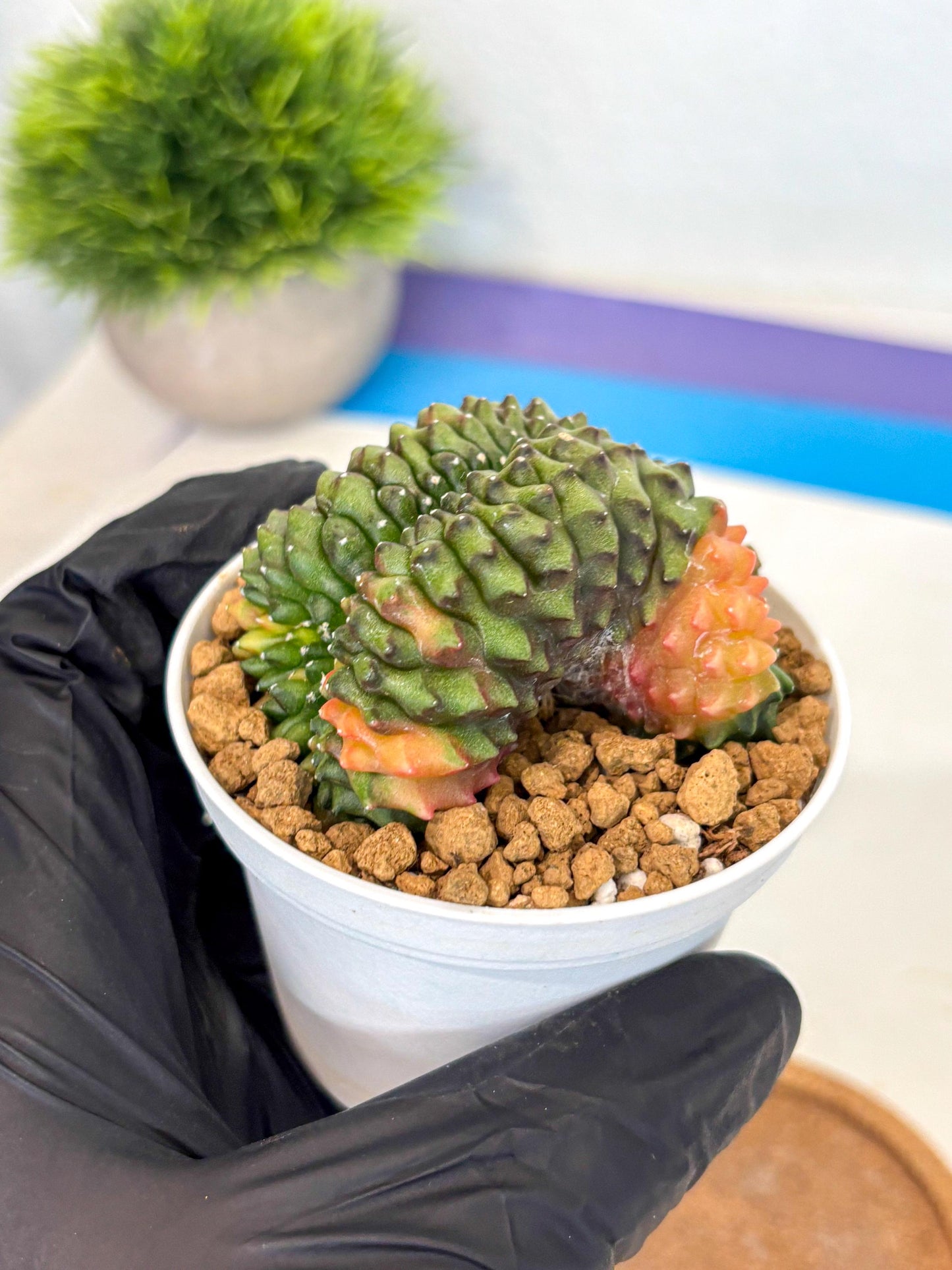 Gymnocalycium Inermis Cristata (gy9) (p1) | Variegated Cactus