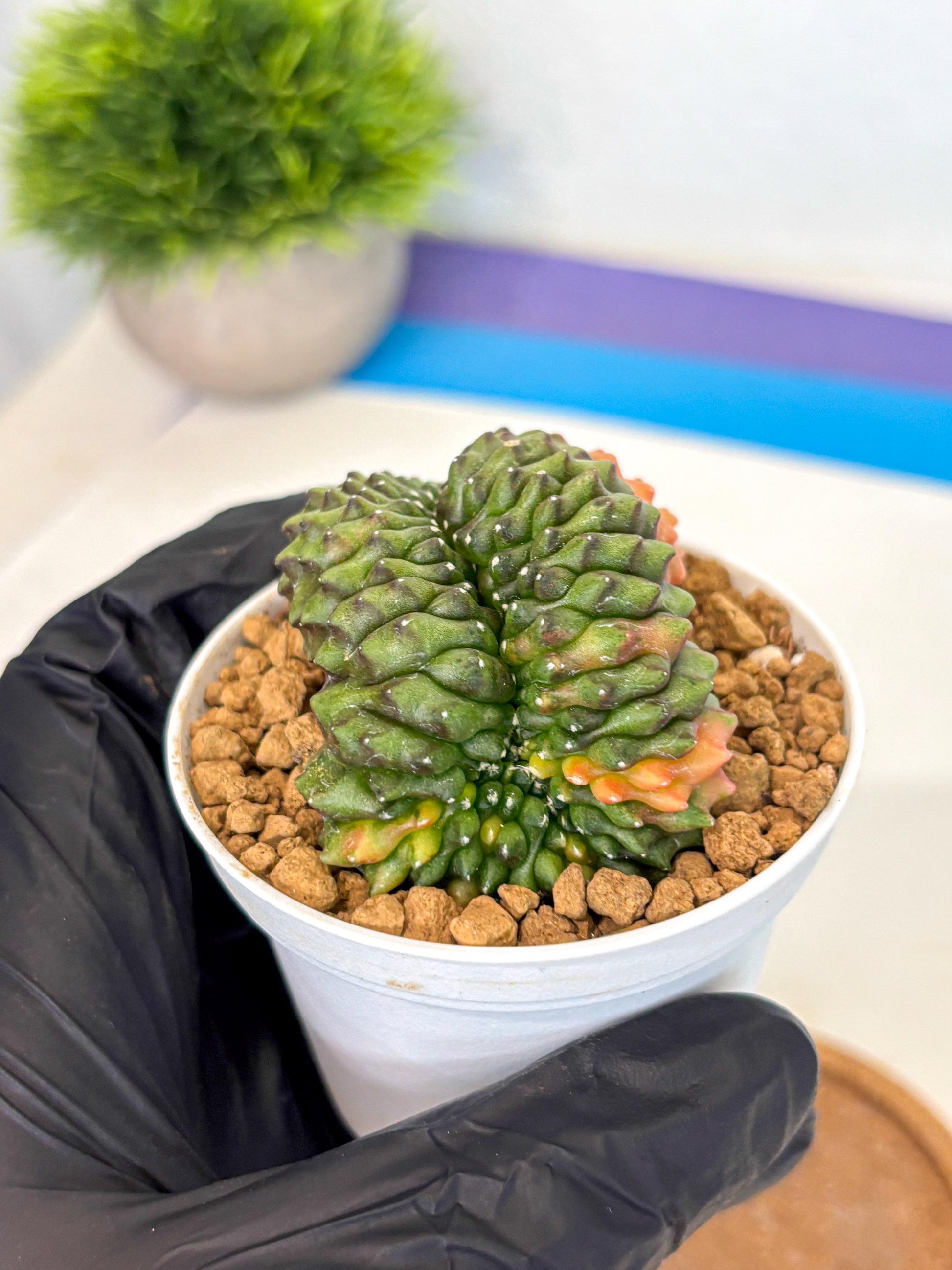 Gymnocalycium Inermis Cristata (gy9) (p1) | Variegated Cactus