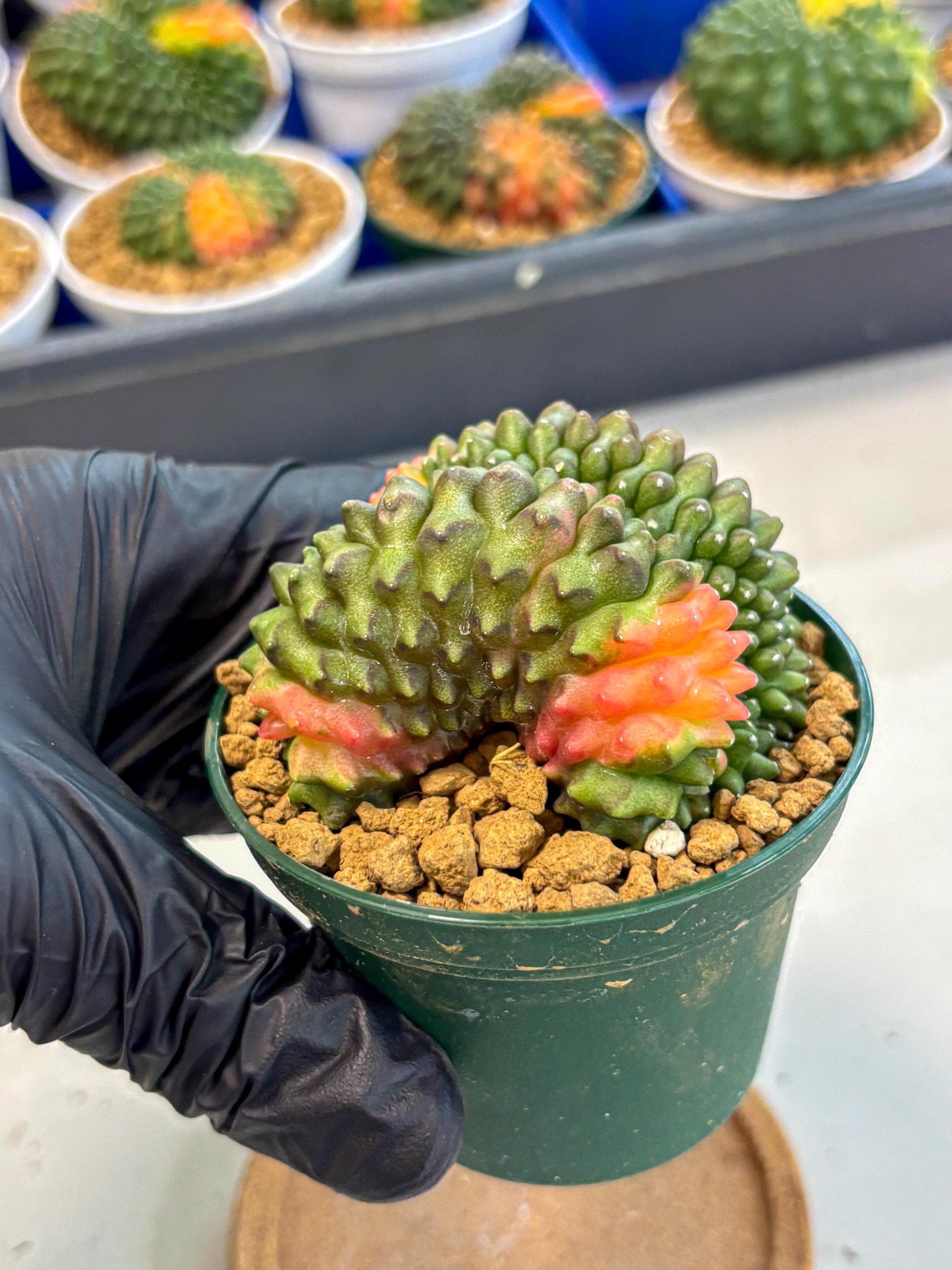Gymnocalycium Inermis Cristata (gy9) (p2) | Variegated Cactus
