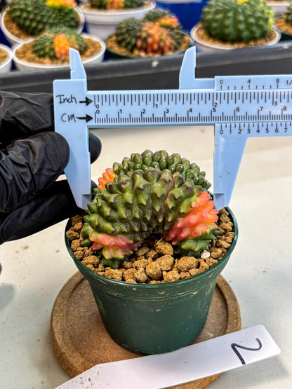 Gymnocalycium Inermis Cristata (gy9) (p2) | Variegated Cactus