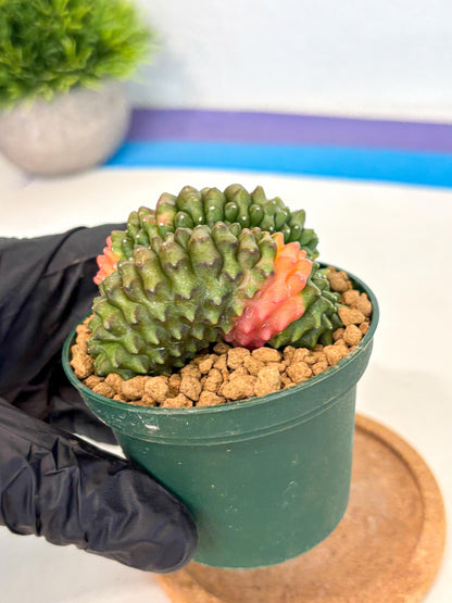 Gymnocalycium Inermis Cristata (gy9) (p2) | Variegated Cactus