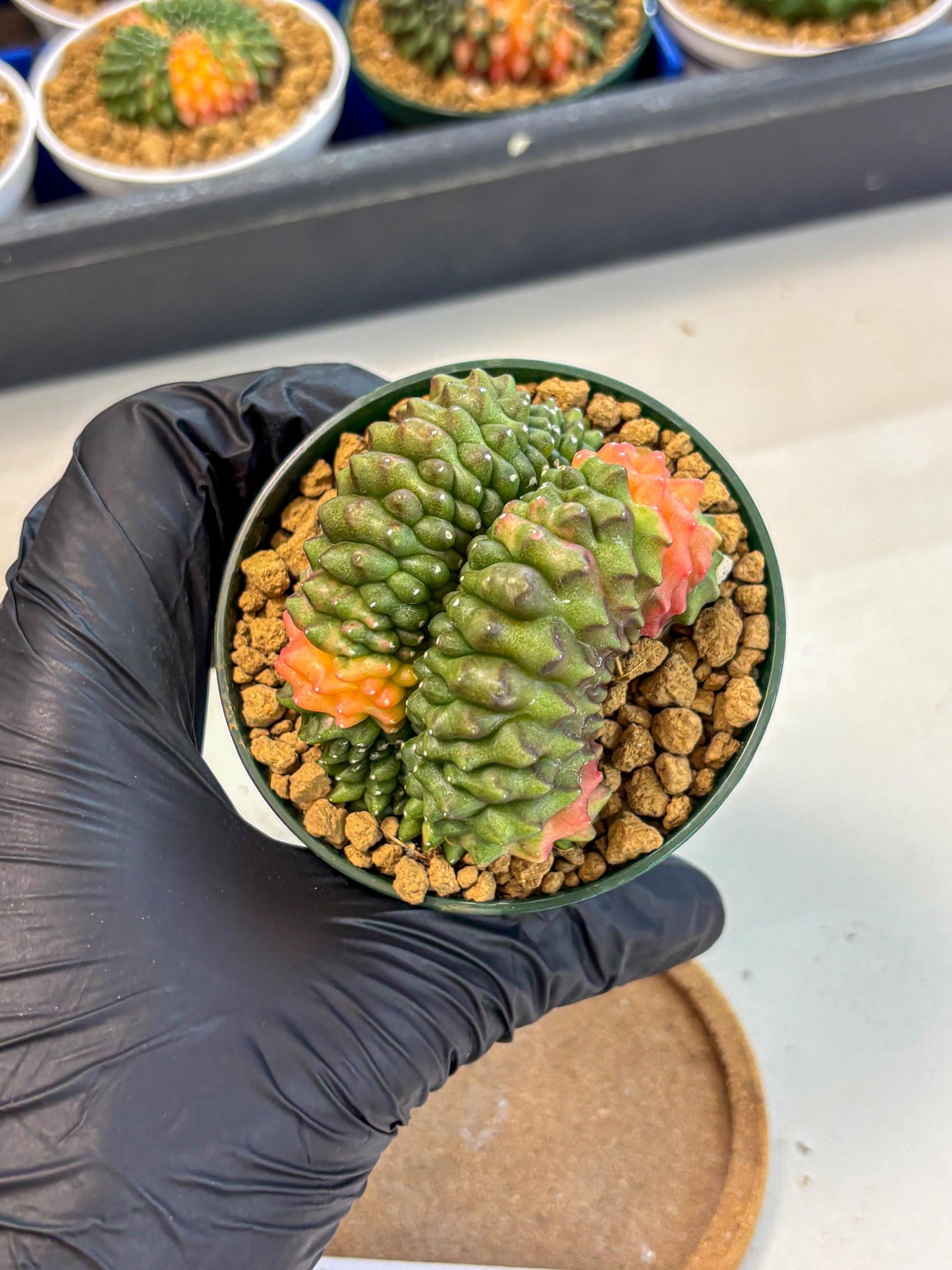 Gymnocalycium Inermis Cristata (gy9) (p2) | Variegated Cactus