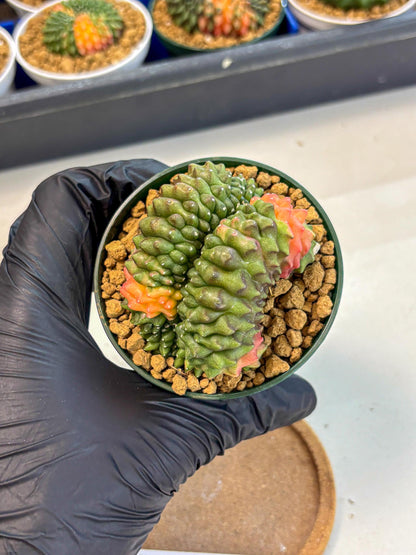 Gymnocalycium Inermis Cristata (gy9) (p2) | Variegated Cactus