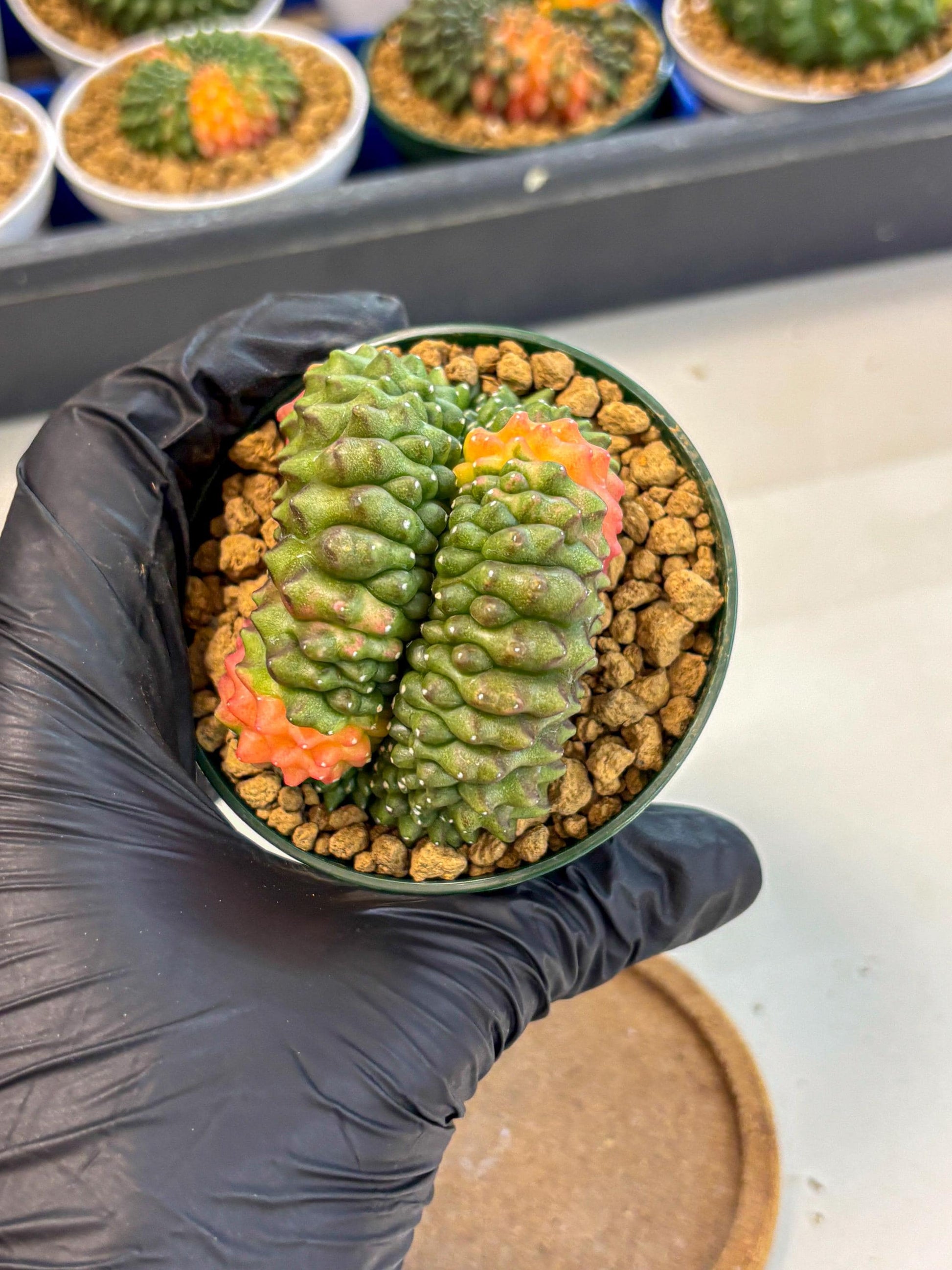 Gymnocalycium Inermis Cristata (gy9) (p2) | Variegated Cactus