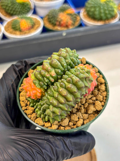 Gymnocalycium Inermis Cristata (gy9) (p2) | Variegated Cactus