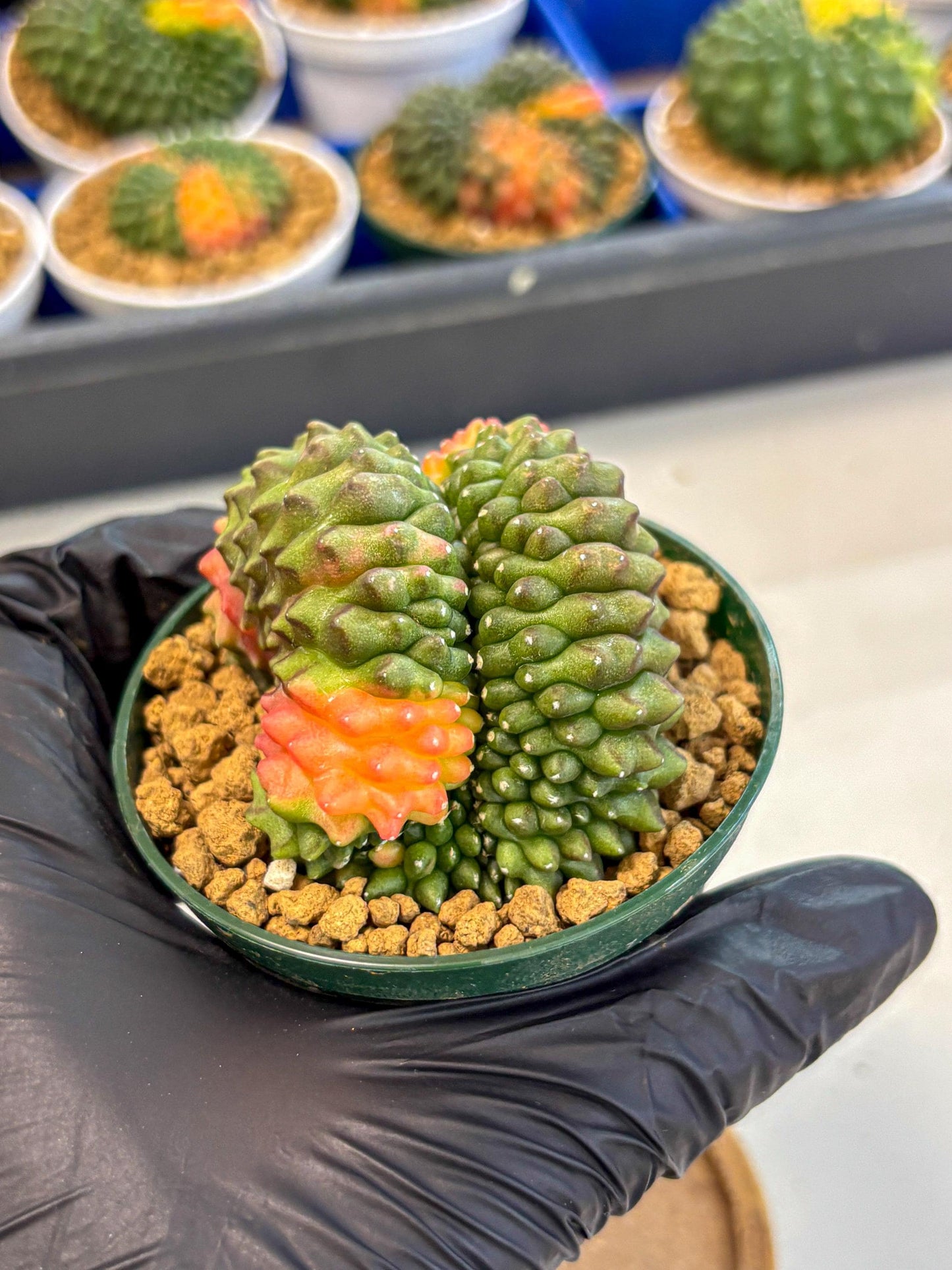 Gymnocalycium Inermis Cristata (gy9) (p2) | Variegated Cactus
