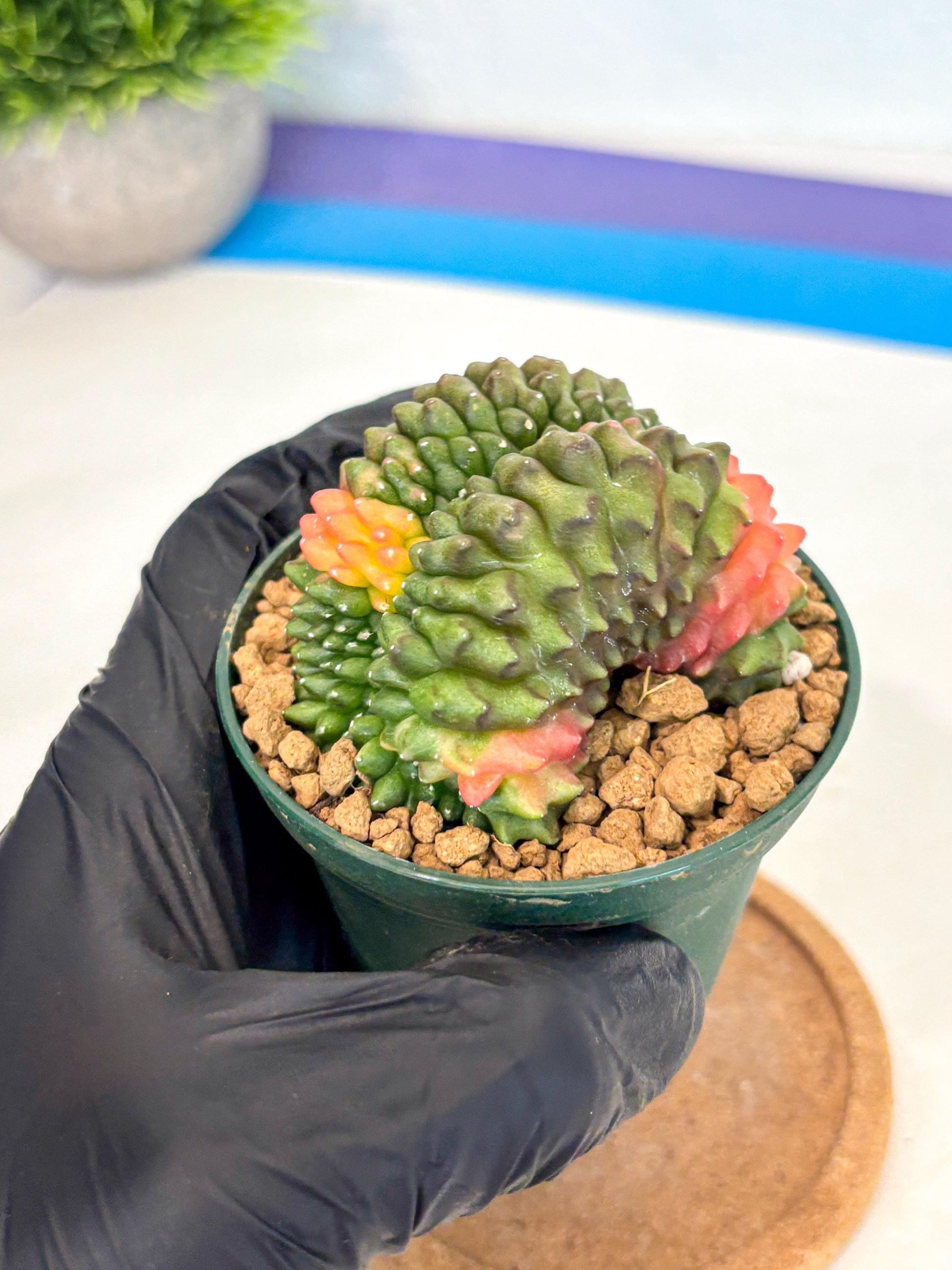 Gymnocalycium Inermis Cristata (gy9) (p2) | Variegated Cactus