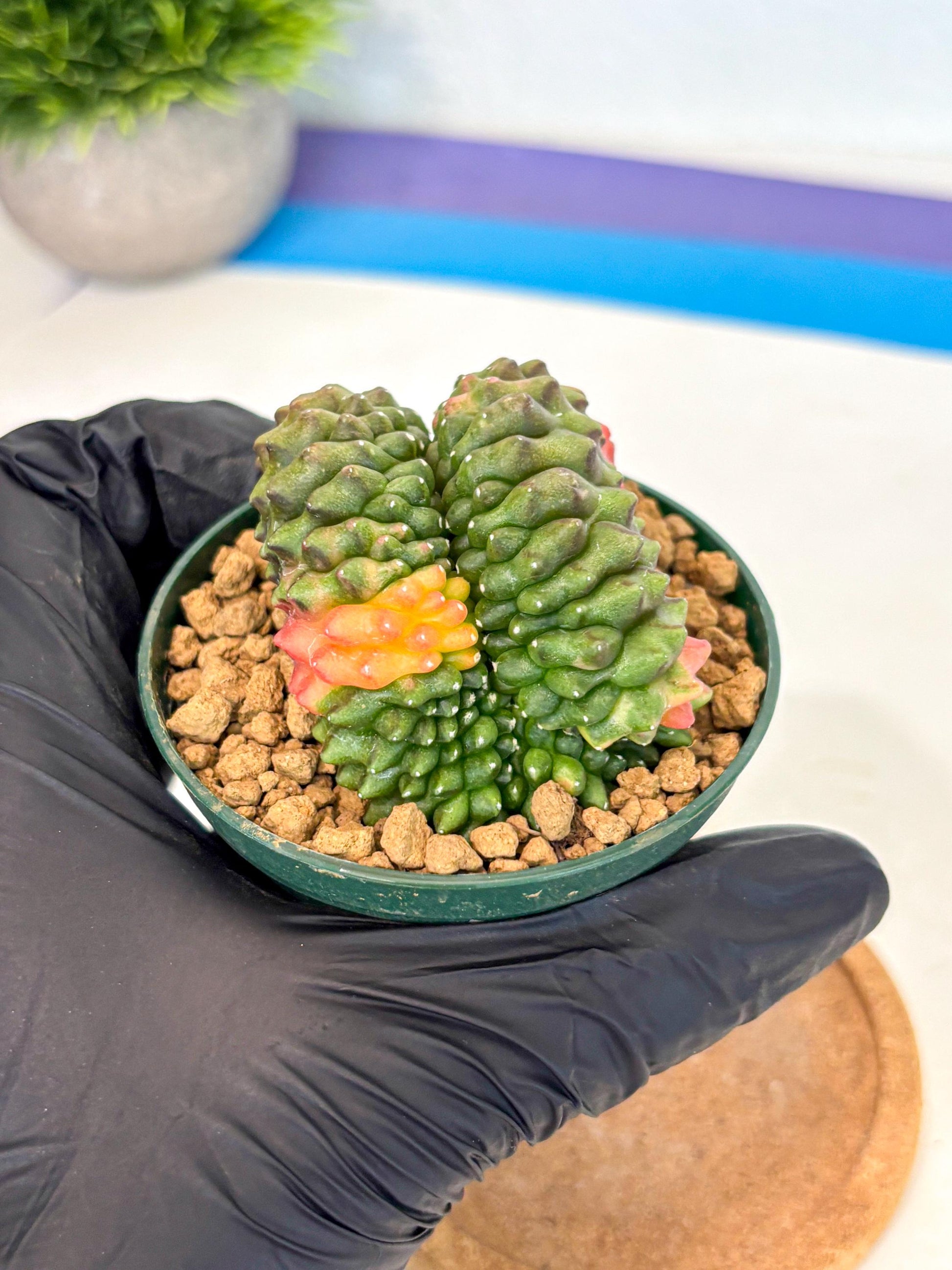 Gymnocalycium Inermis Cristata (gy9) (p2) | Variegated Cactus
