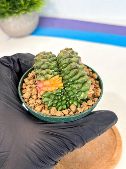 Gymnocalycium Inermis Cristata (gy9) (p2) | Variegated Cactus