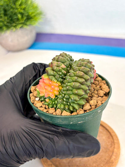 Gymnocalycium Inermis Cristata (gy9) (p2) | Variegated Cactus