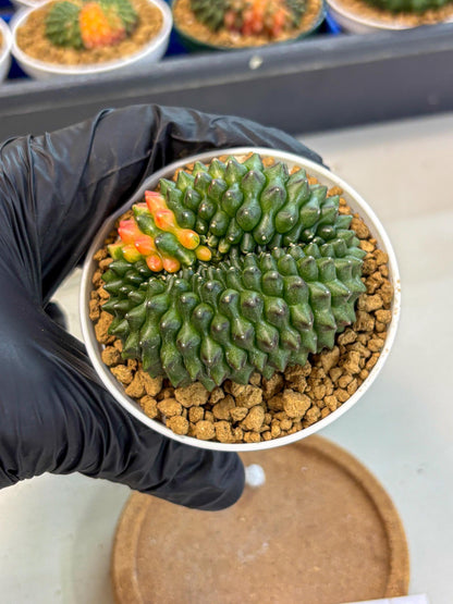 Gymnocalycium Inermis Cristata (gy9) (p3) | Variegated Cactus