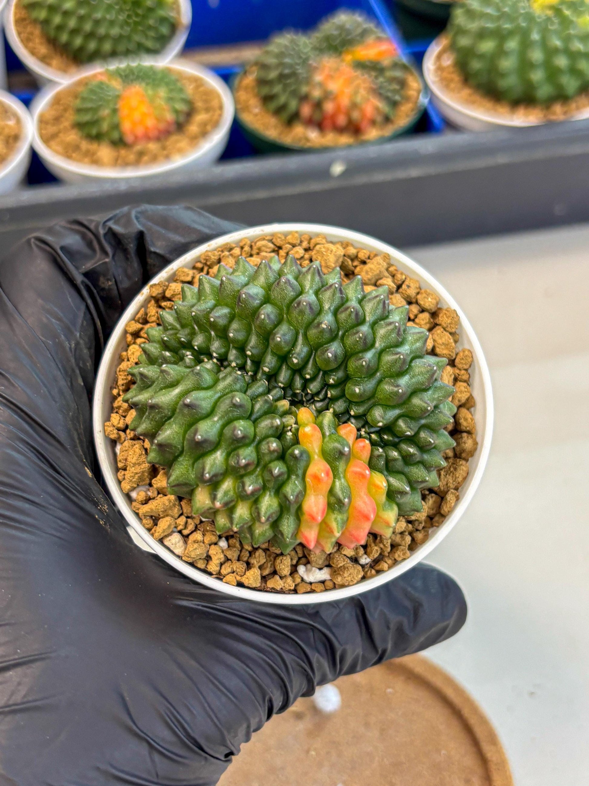 Gymnocalycium Inermis Cristata (gy9) (p3) | Variegated Cactus