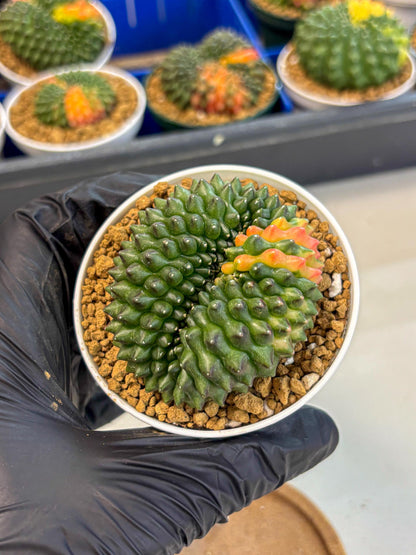 Gymnocalycium Inermis Cristata (gy9) (p3) | Variegated Cactus