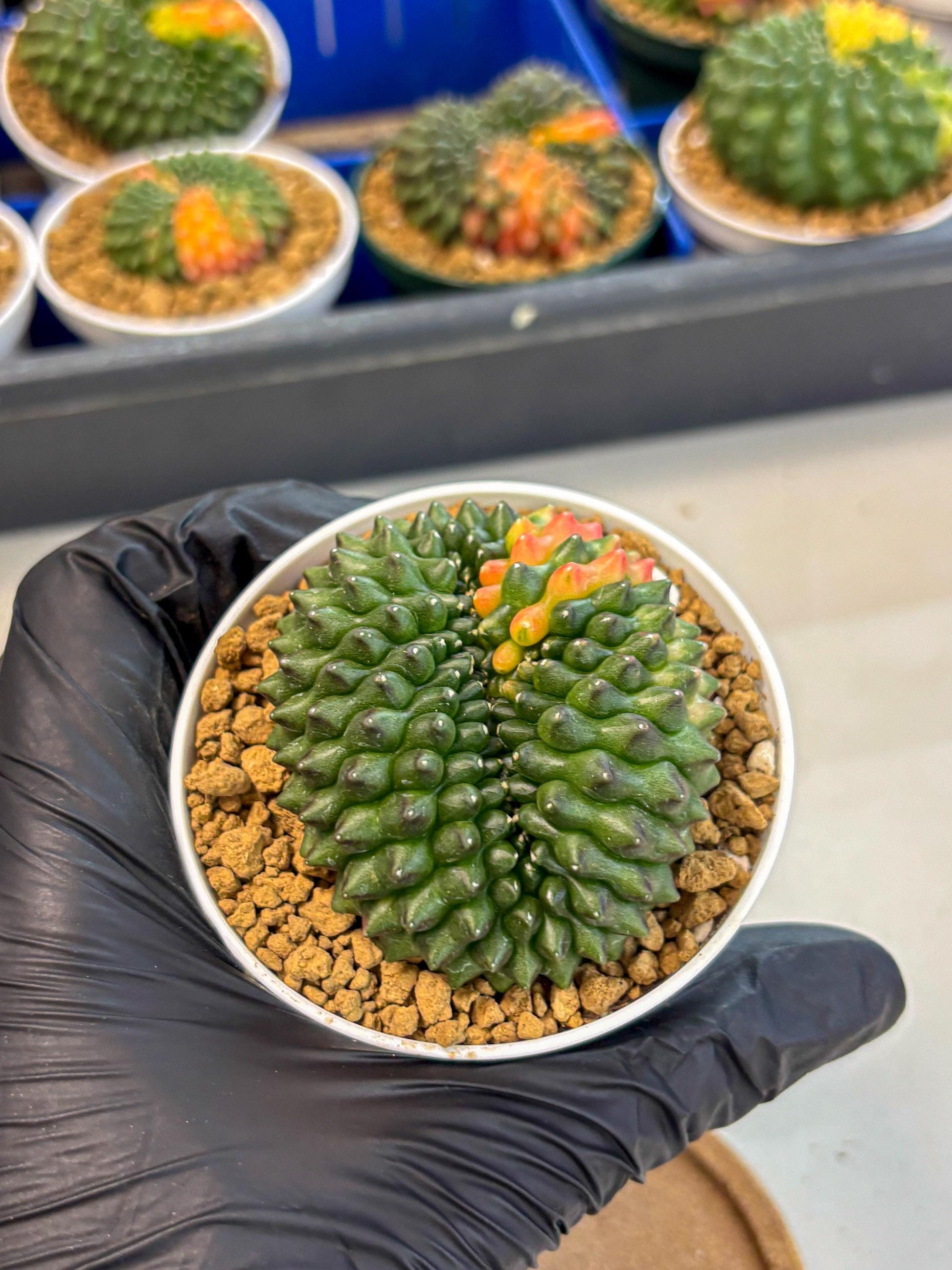 Gymnocalycium Inermis Cristata (gy9) (p3) | Variegated Cactus