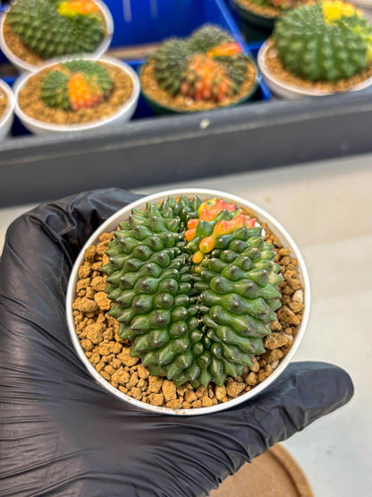 Gymnocalycium Inermis Cristata (gy9) (p3) | Variegated Cactus