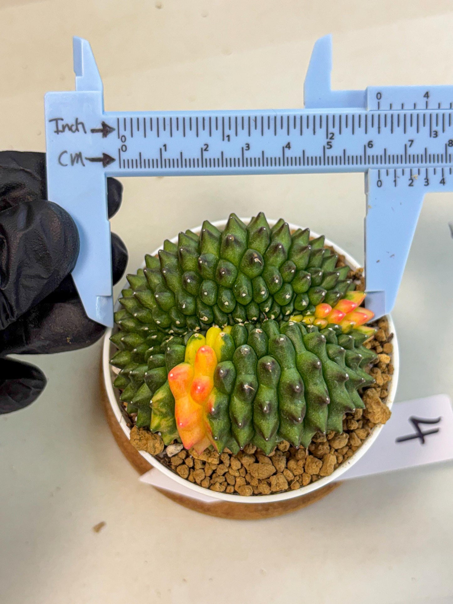 Gymnocalycium Inermis Cristata (gy9) (p4) | Variegated Cactus