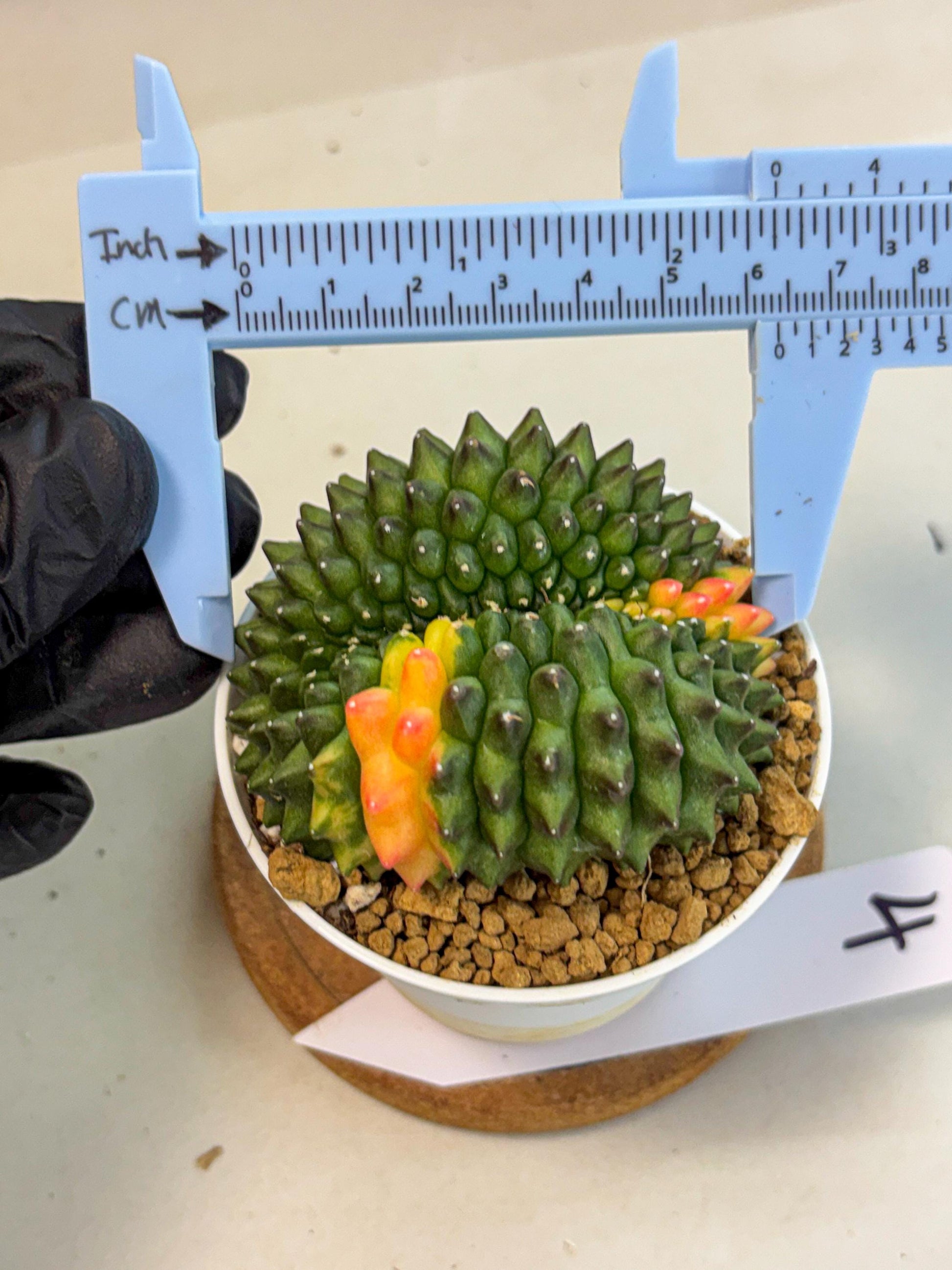 Gymnocalycium Inermis Cristata (gy9) (p4) | Variegated Cactus