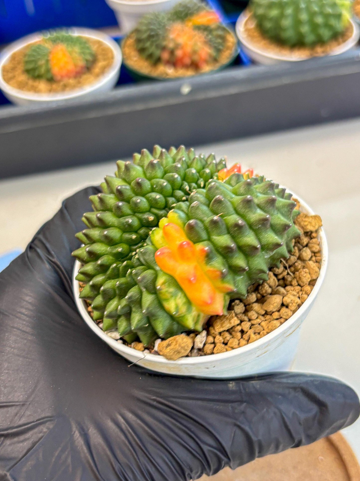 Gymnocalycium Inermis Cristata (gy9) (p4) | Variegated Cactus