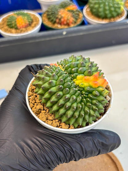 Gymnocalycium Inermis Cristata (gy9) (p4) | Variegated Cactus