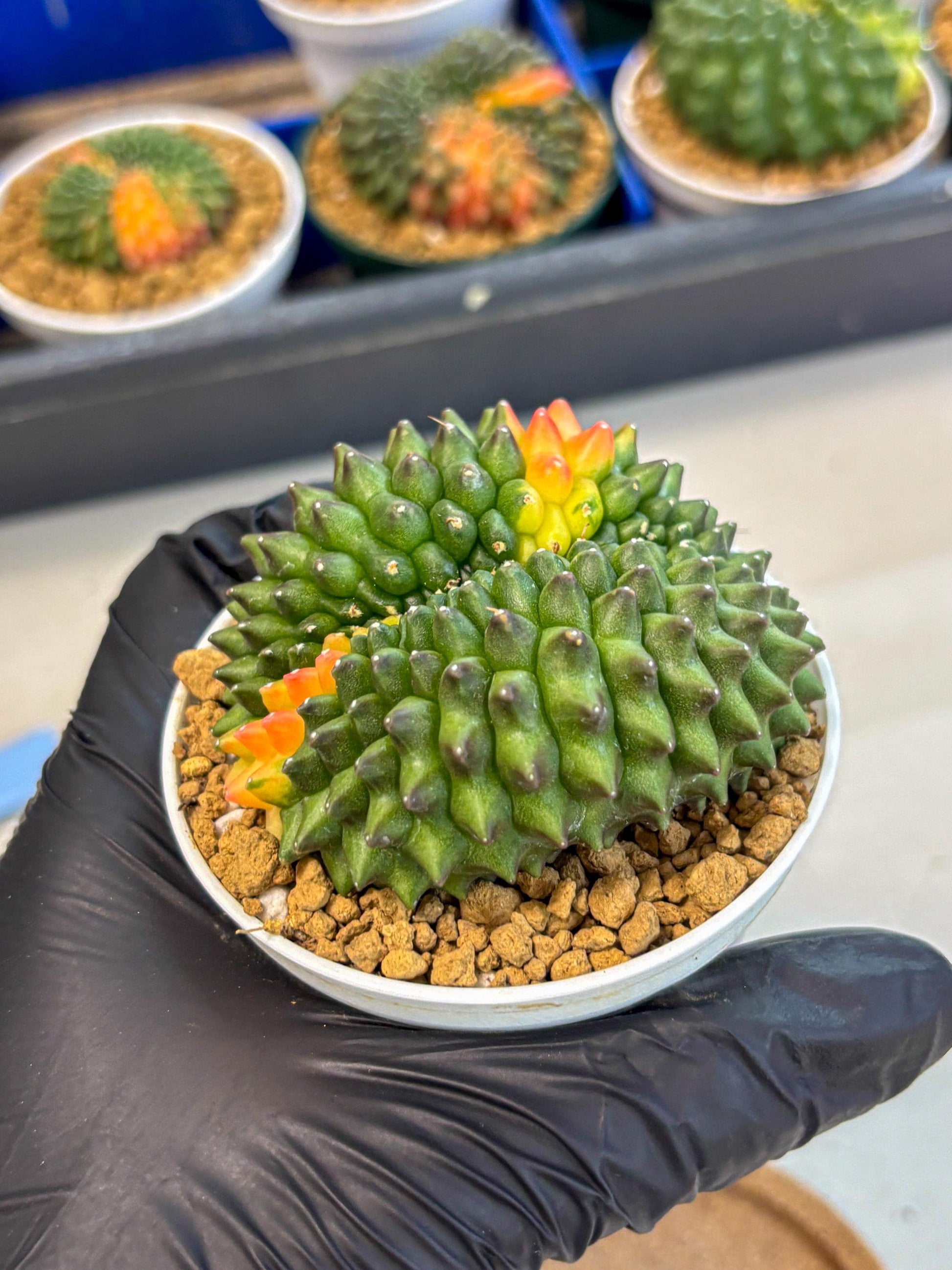Gymnocalycium Inermis Cristata (gy9) (p4) | Variegated Cactus