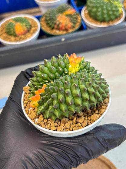 Gymnocalycium Inermis Cristata (gy9) (p4) | Variegated Cactus