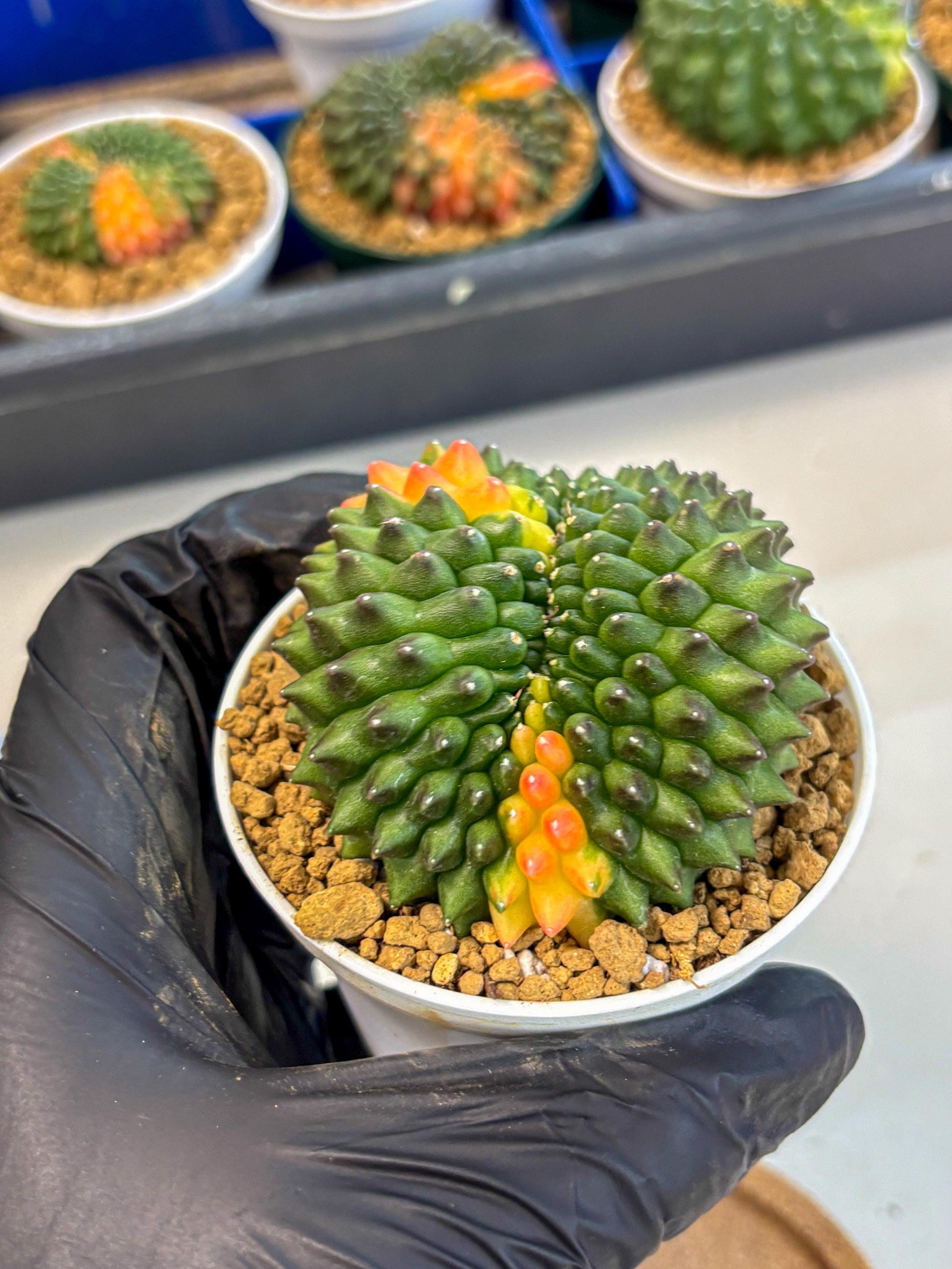 Gymnocalycium Inermis Cristata (gy9) (p4) | Variegated Cactus