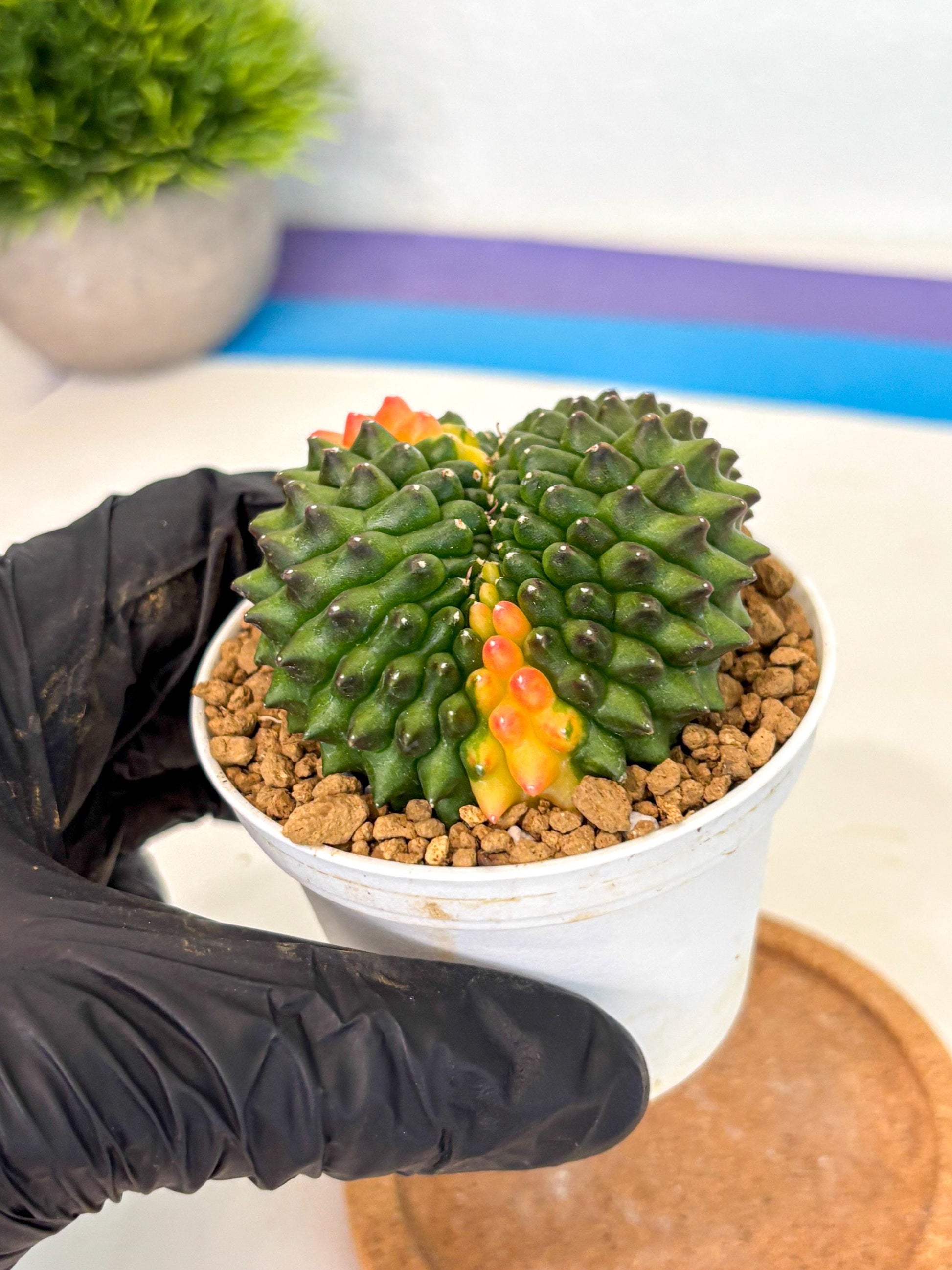 Gymnocalycium Inermis Cristata (gy9) (p4) | Variegated Cactus
