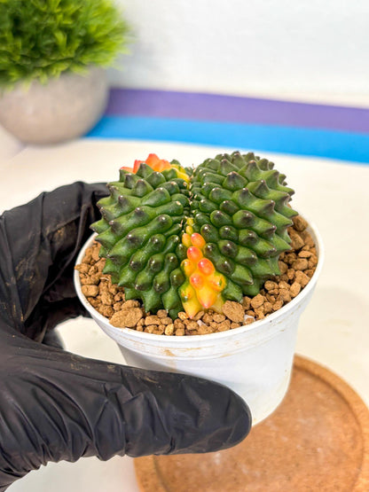 Gymnocalycium Inermis Cristata (gy9) (p4) | Variegated Cactus
