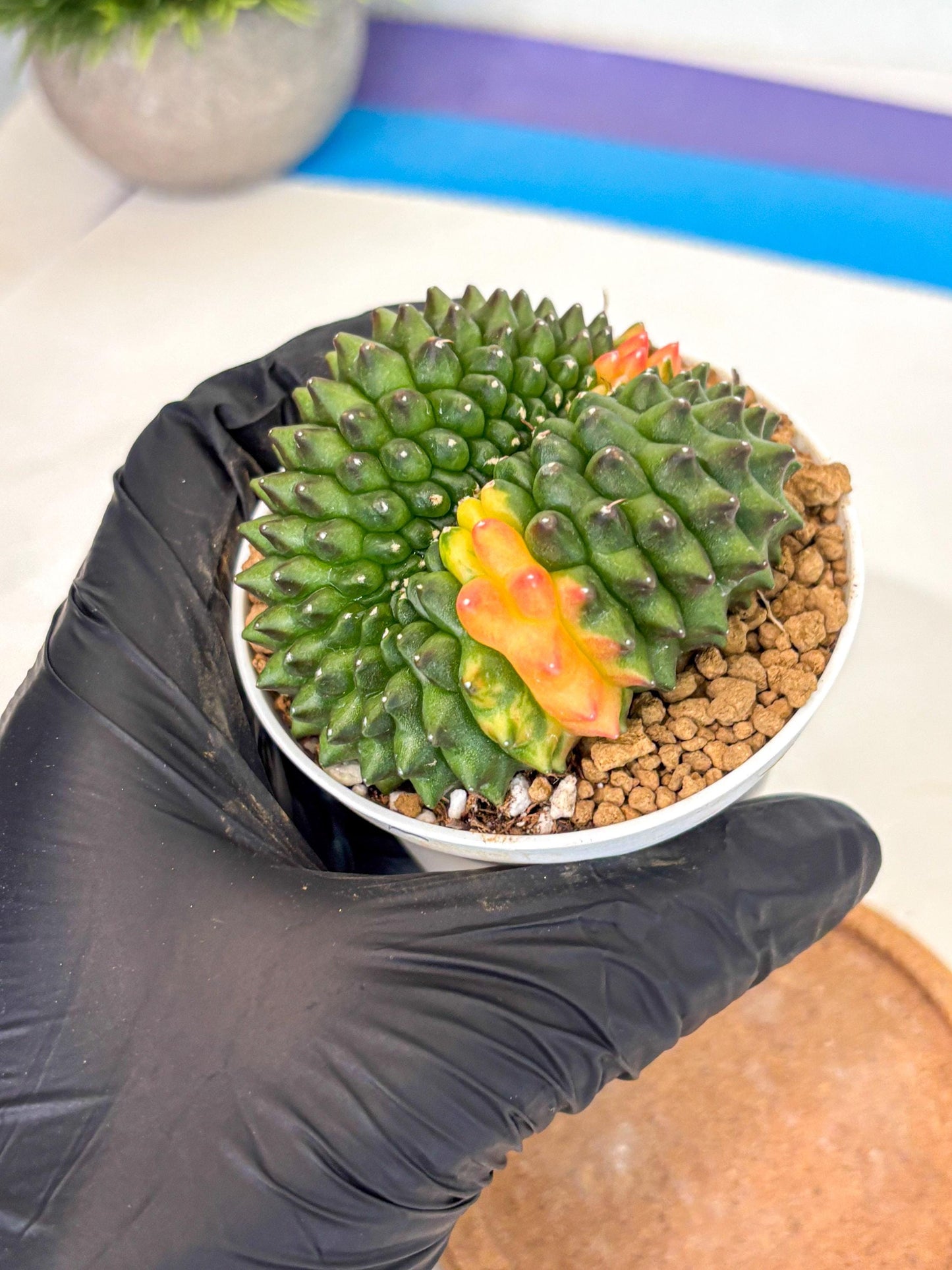 Gymnocalycium Inermis Cristata (gy9) (p4) | Variegated Cactus