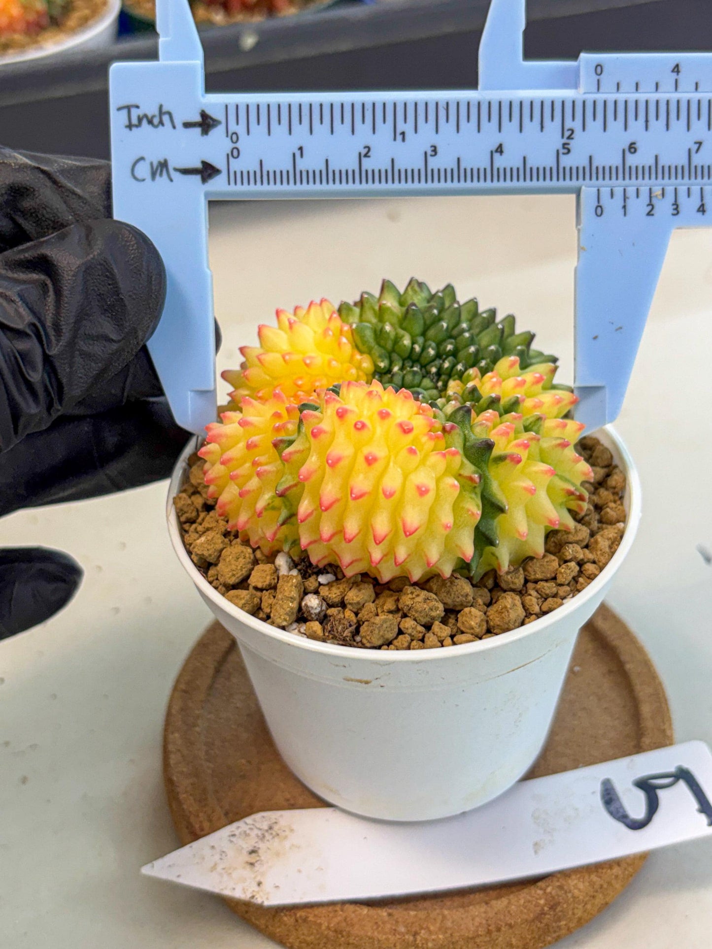 Gymnocalycium Inermis Cristata (gy9) (p5) | Variegated Cactus