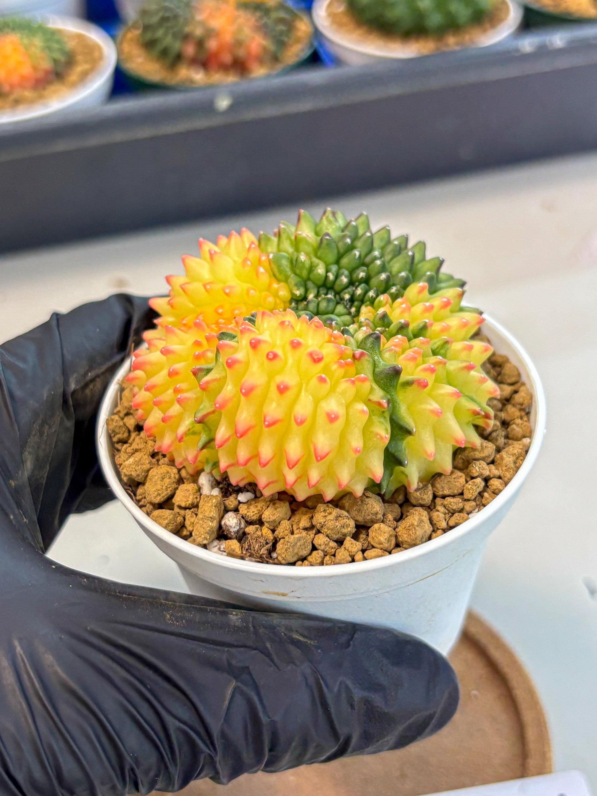 Gymnocalycium Inermis Cristata (gy9) (p5) | Variegated Cactus
