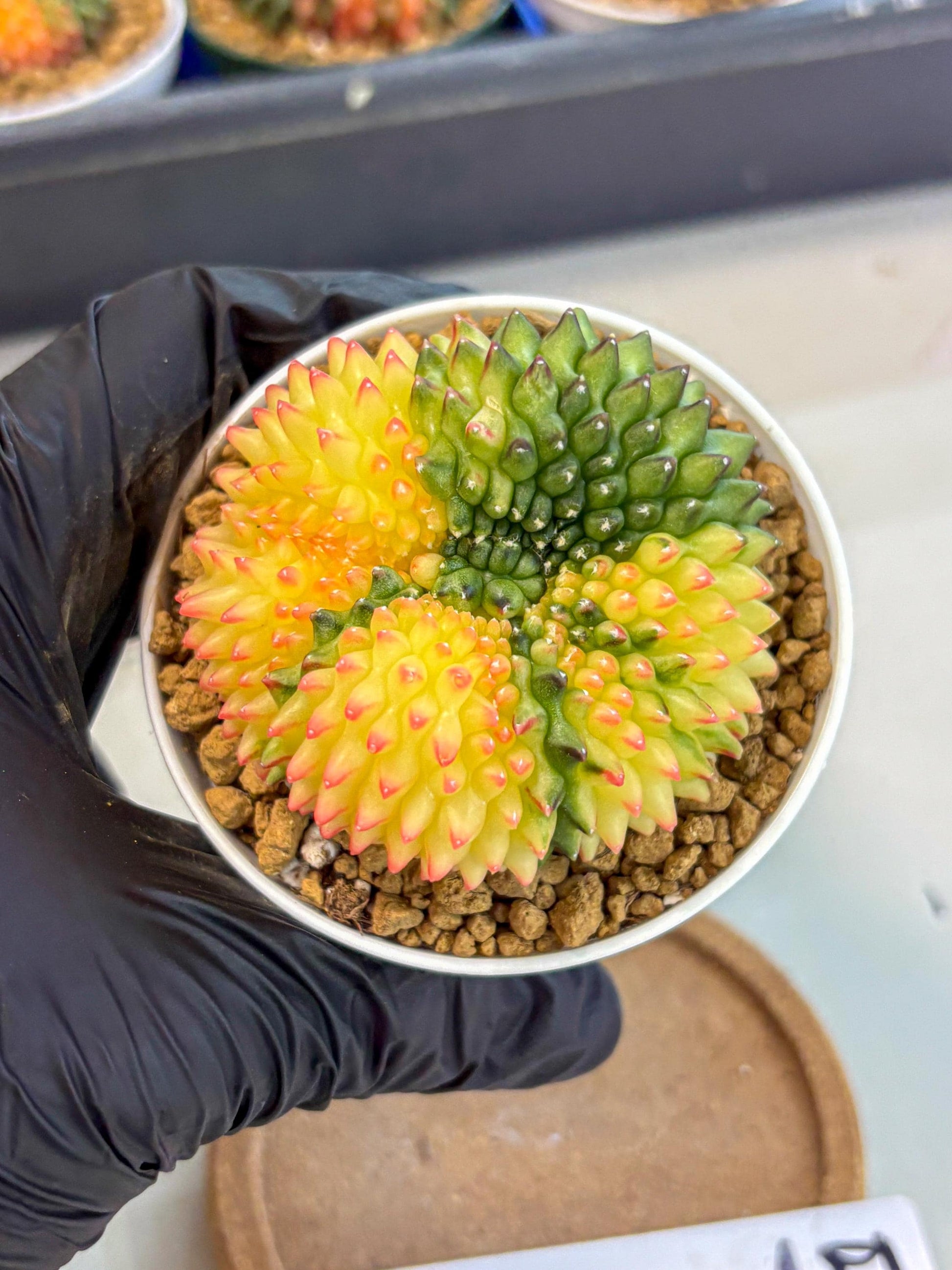 Gymnocalycium Inermis Cristata (gy9) (p5) | Variegated Cactus