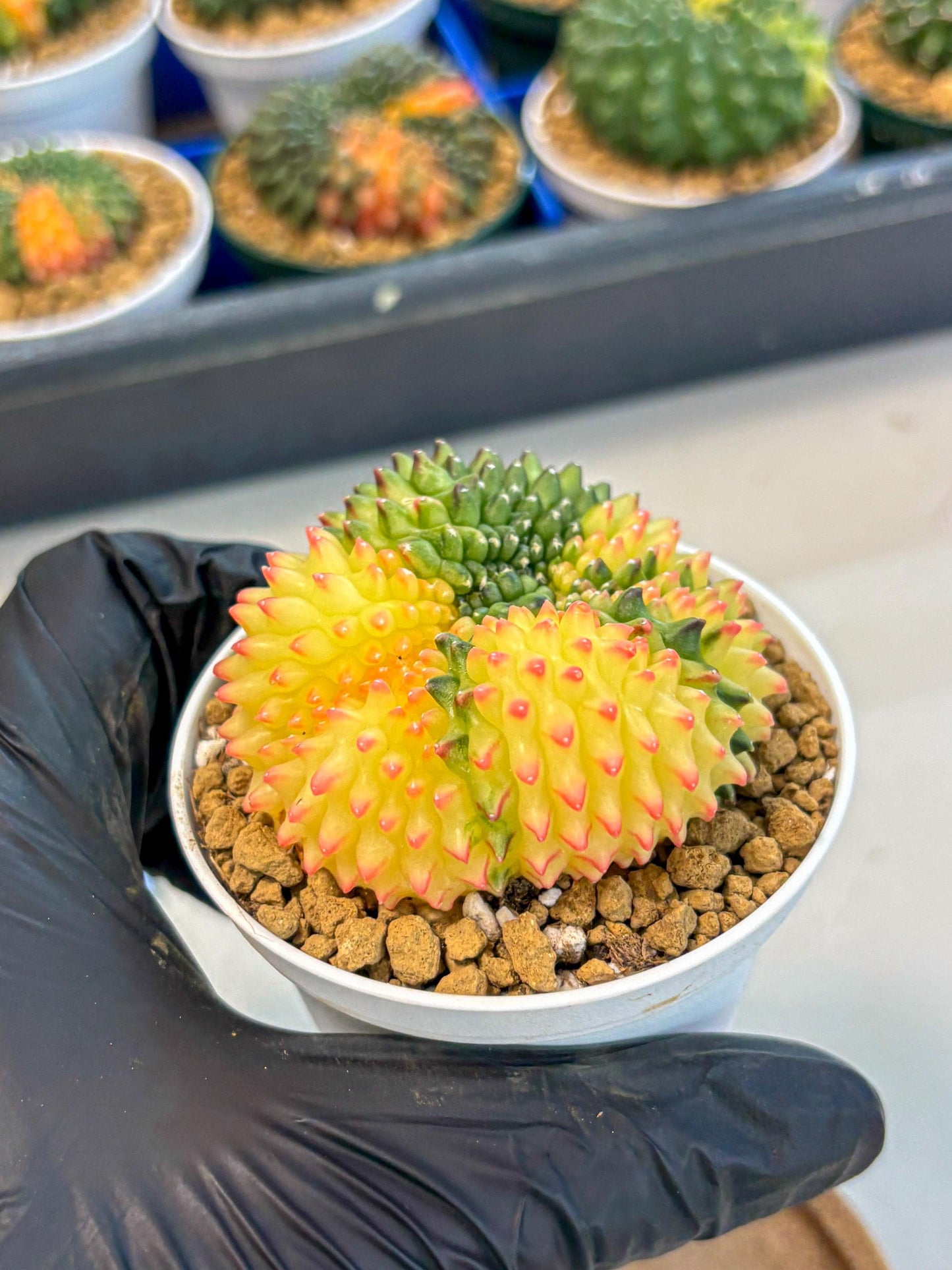 Gymnocalycium Inermis Cristata (gy9) (p5) | Variegated Cactus