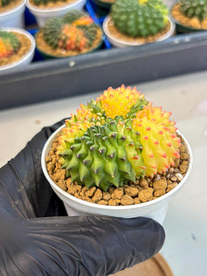 Gymnocalycium Inermis Cristata (gy9) (p5) | Variegated Cactus