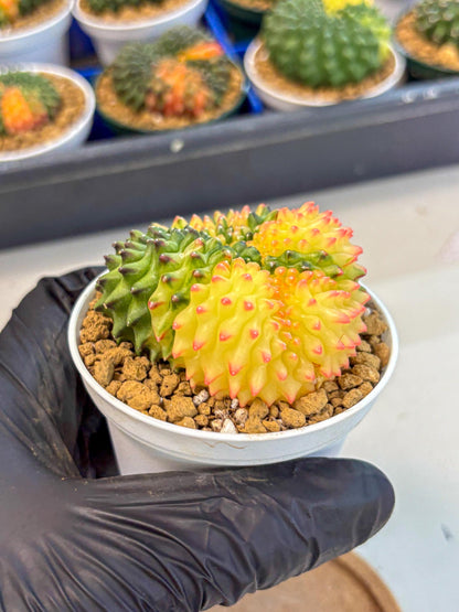 Gymnocalycium Inermis Cristata (gy9) (p5) | Variegated Cactus