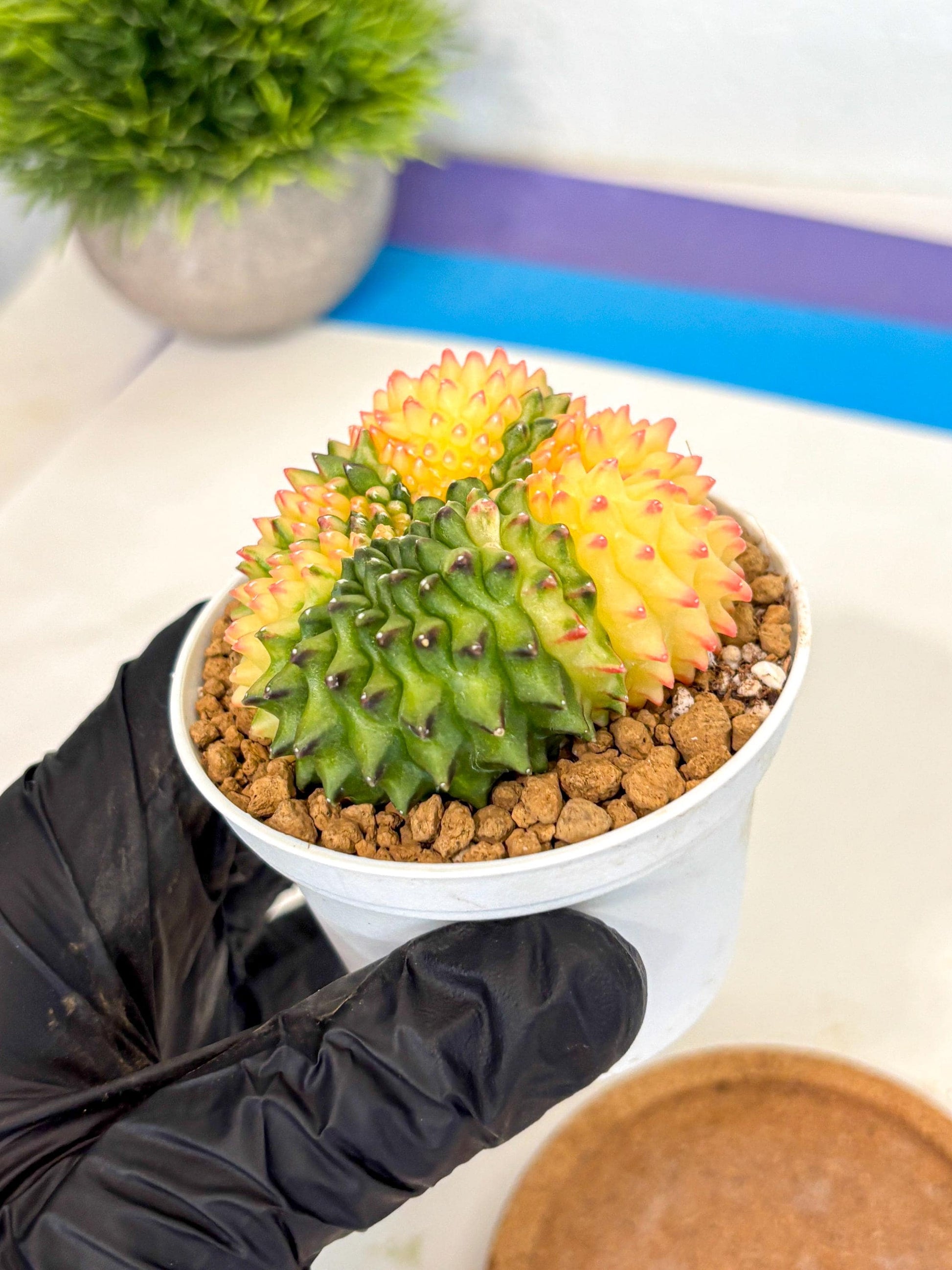 Gymnocalycium Inermis Cristata (gy9) (p5) | Variegated Cactus