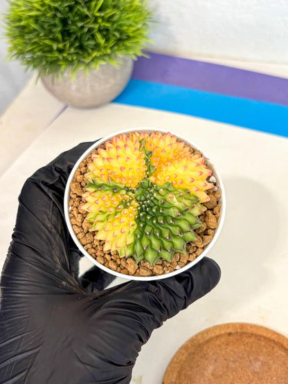 Gymnocalycium Inermis Cristata (gy9) (p5) | Variegated Cactus