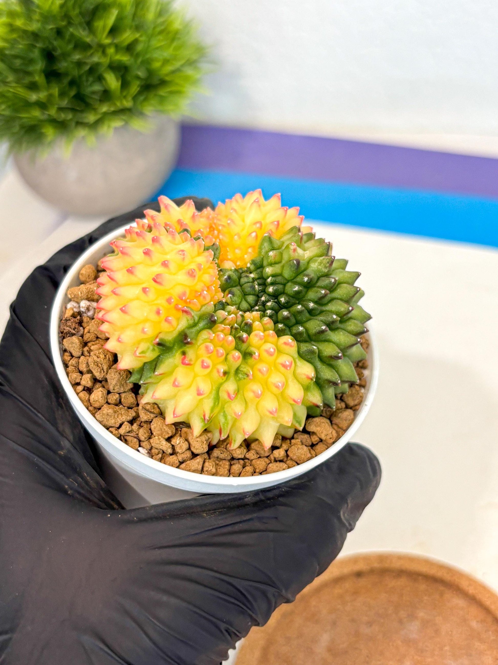 Gymnocalycium Inermis Cristata (gy9) (p5) | Variegated Cactus