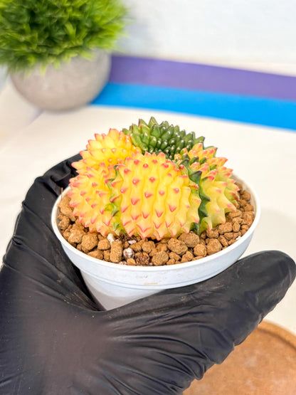 Gymnocalycium Inermis Cristata (gy9) (p5) | Variegated Cactus
