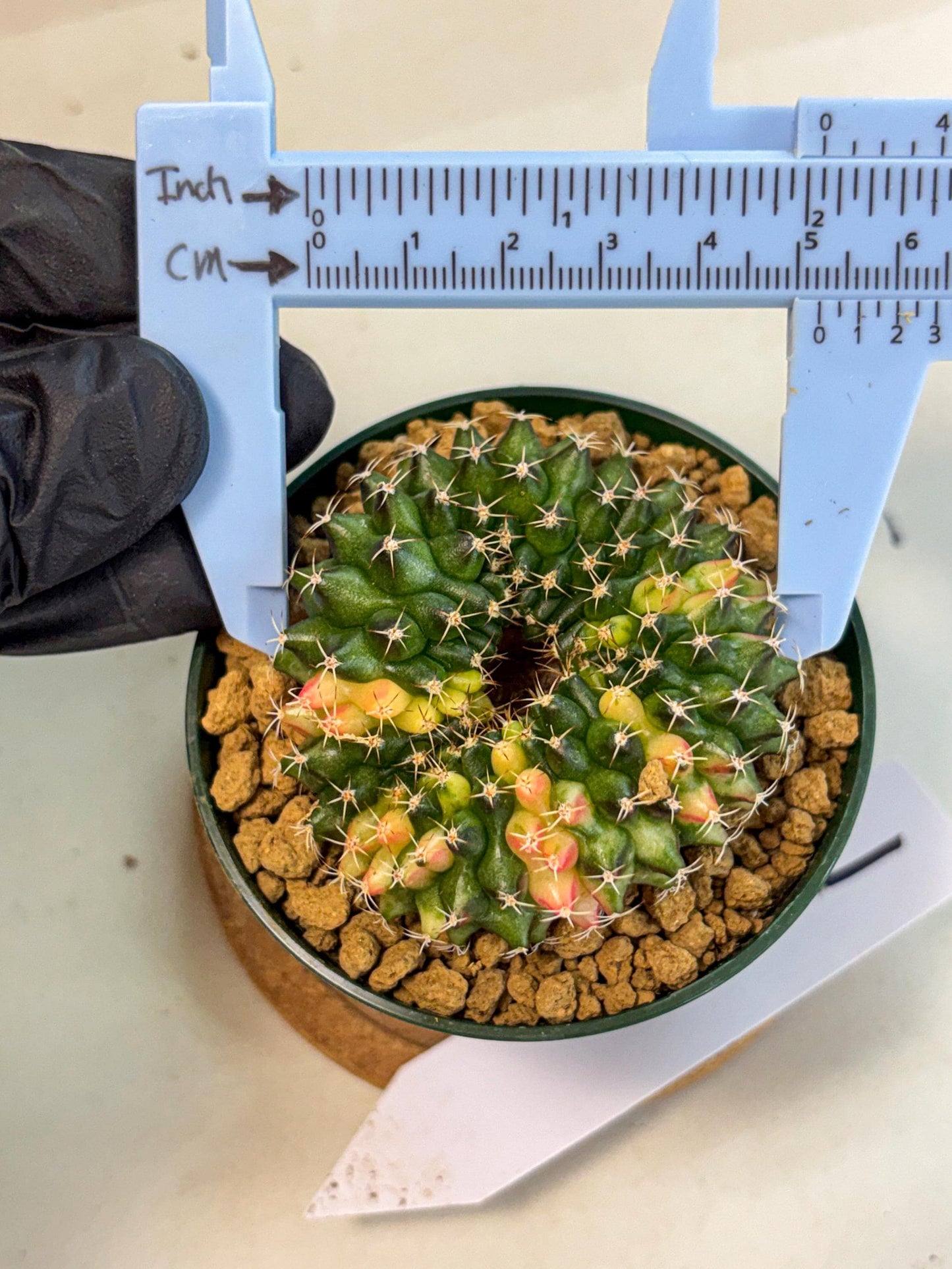 Gymnocalycium Inermis Cristata (gy9) (g1) | Variegated Cactus